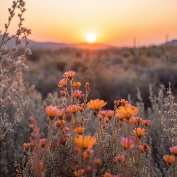 desertmiles